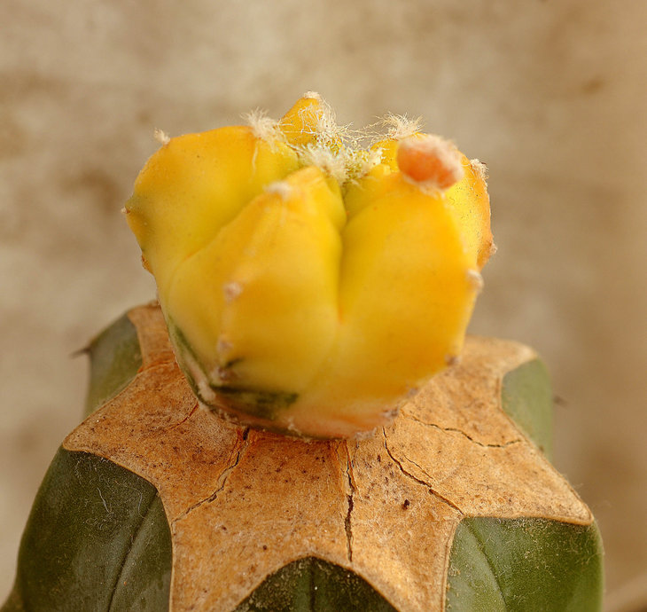 DSC_0015іа.jpg