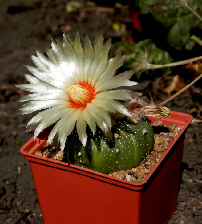 Astrohytum asterias