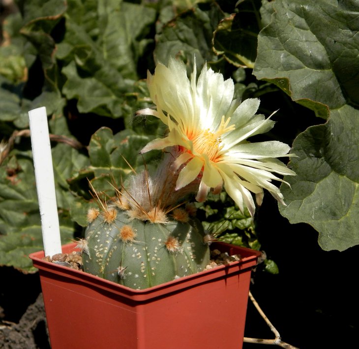 Astrophytum senile v. aureum X asterias Nohakuten