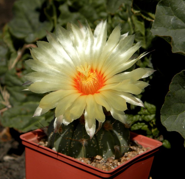 Astrophytum senile v. aureum X asterias Nohakuten