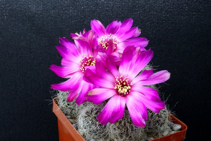 Sulcorebutia gerosenilis YD 330