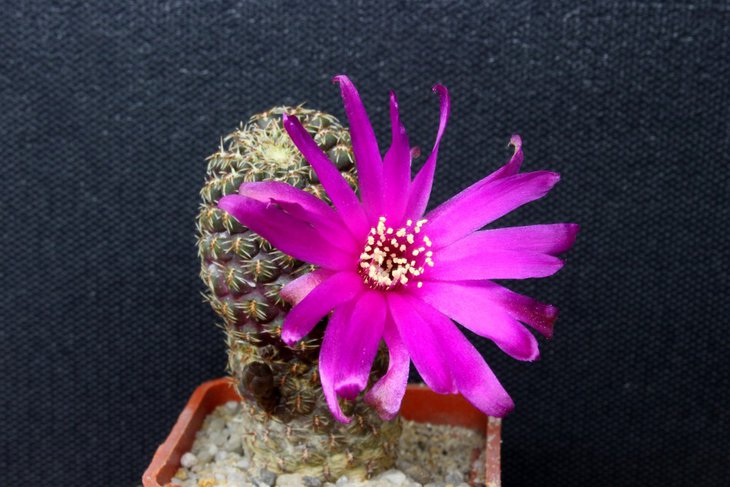 Sulcorebutia pulchra VS 417
