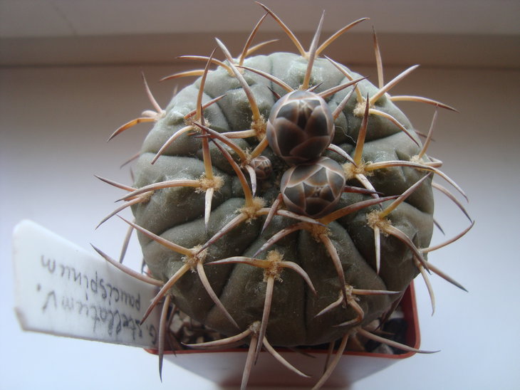 Gymnocalycium stellatum v. paucispinum
