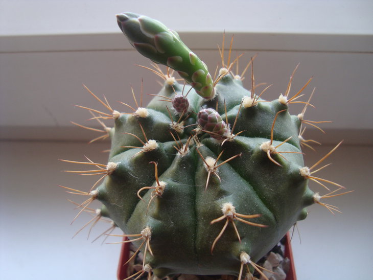 Gymn. anisitsii