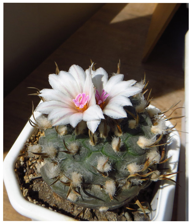 Turbinicarpus macrochele
