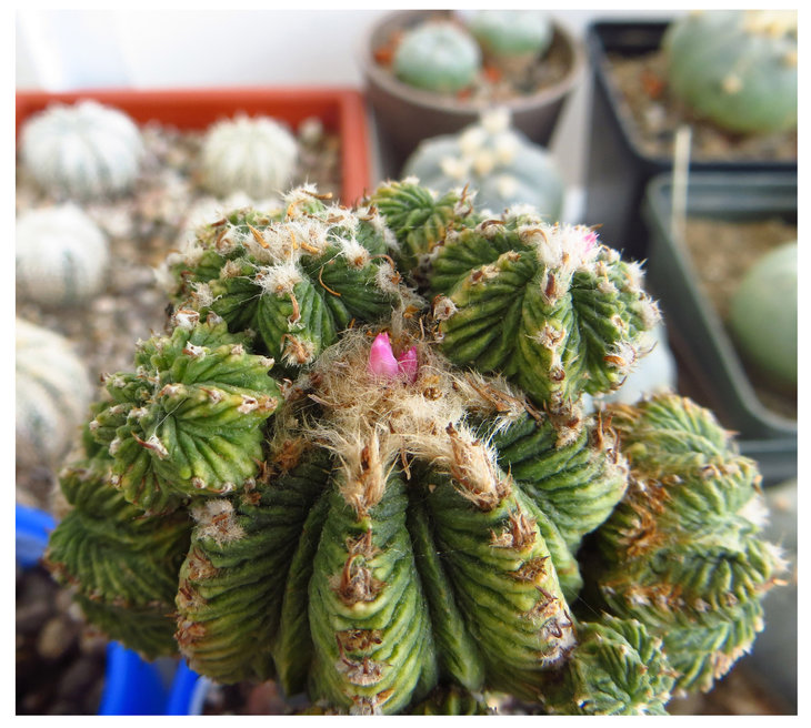Aztekium ritteri