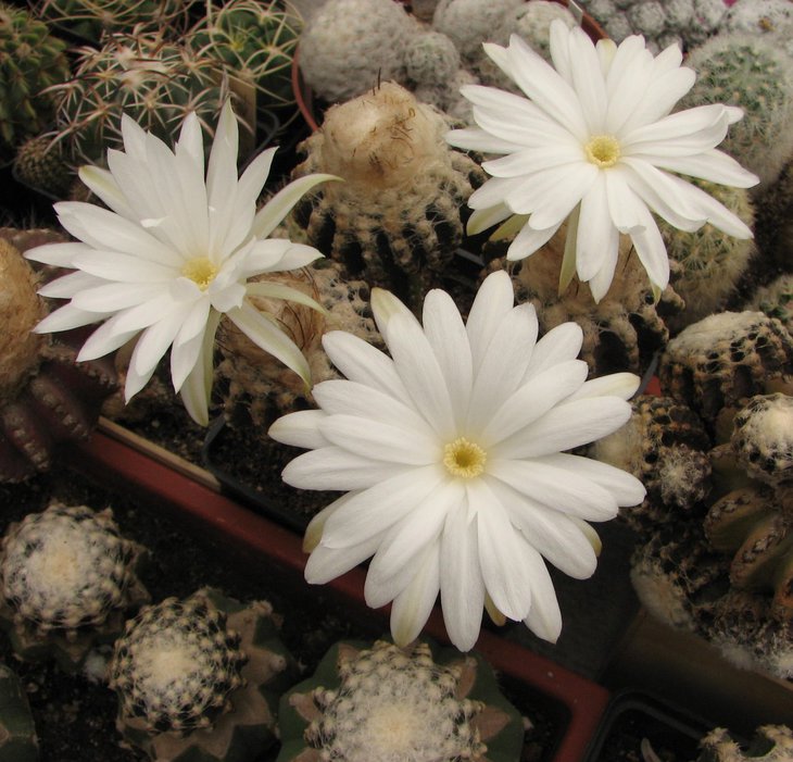 d. horstii