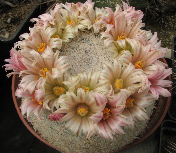 m .candida