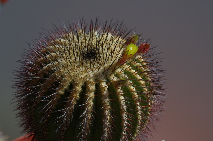 Uebelmannia crebispina