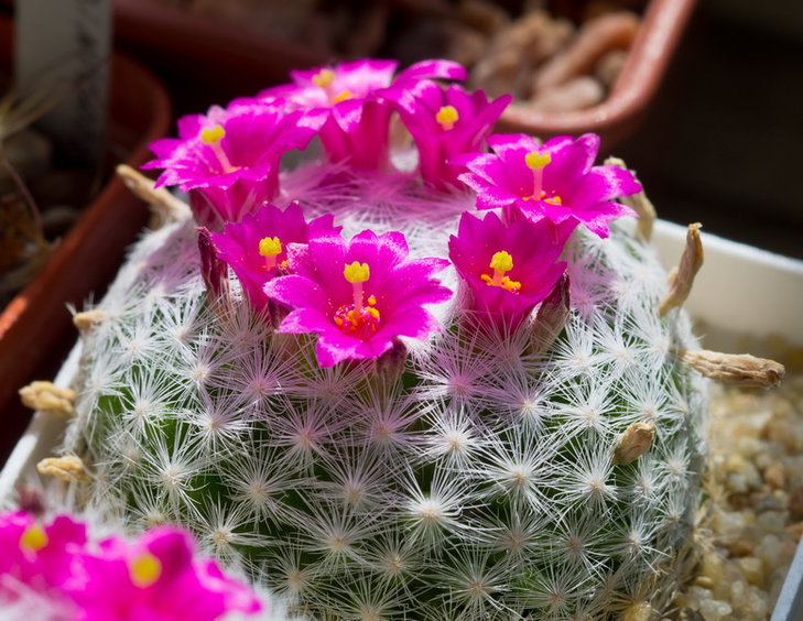Mammillaria humboldtii