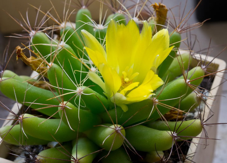 D. longimamma