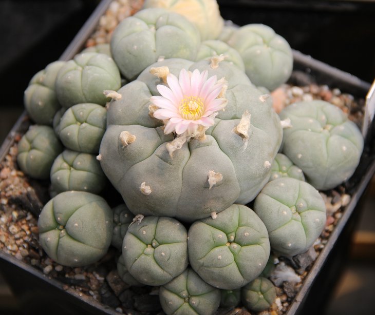 L.w.caespitosa.JPG