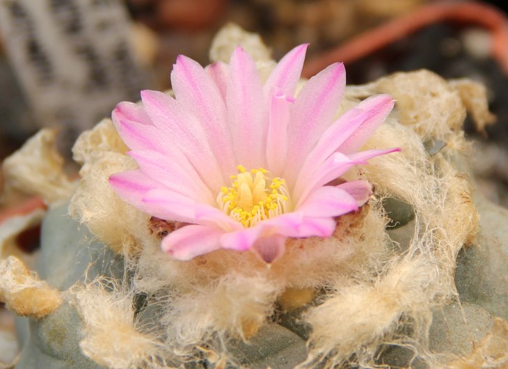 L.sp...JPG