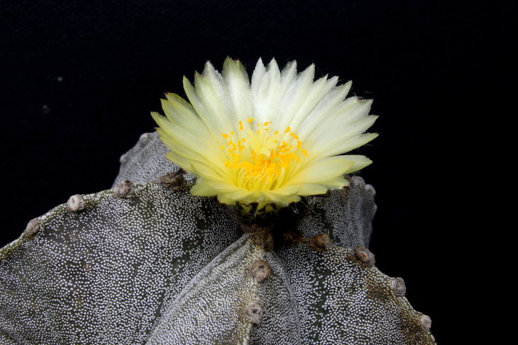Astrophytum myriostigma v. potosinus