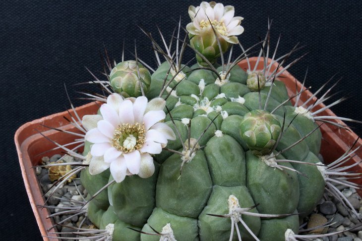Gymnocalycium saglione