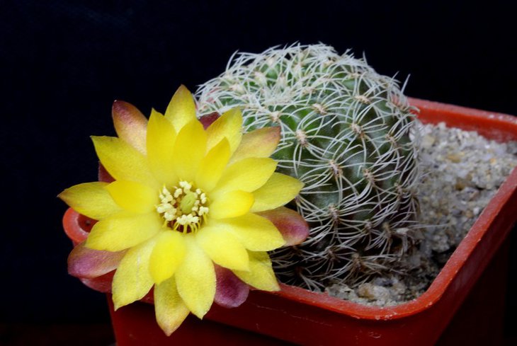 Sulcorebutia sp.