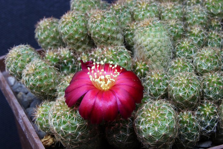 Sulcorebutia hofmaniana KK-869