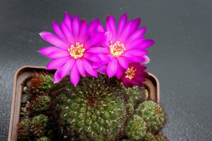 Sulcorebutia mentosa