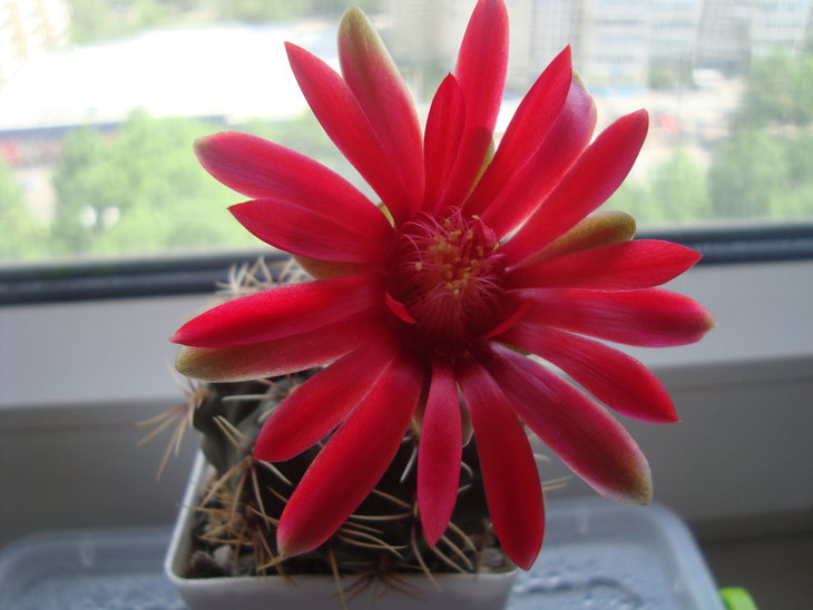 Gymnocalycium baldianum