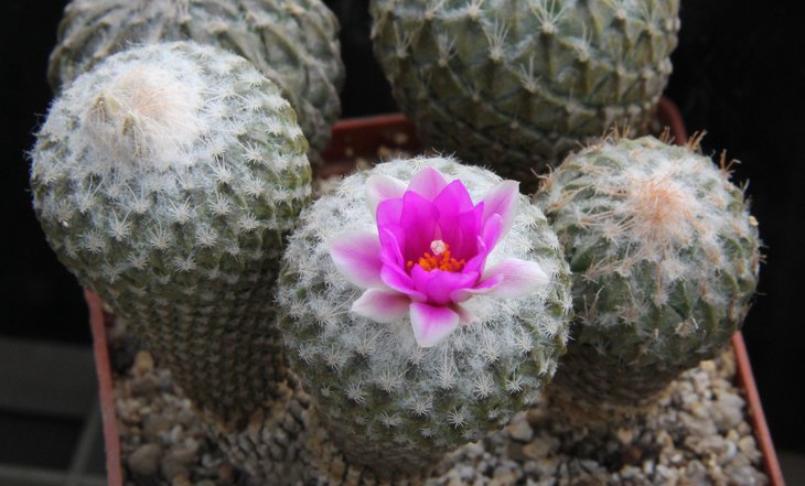 Pelecyphora strobiliformis.JPG