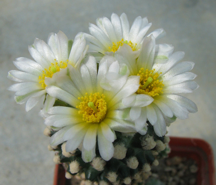 Pediocactus kowltonii