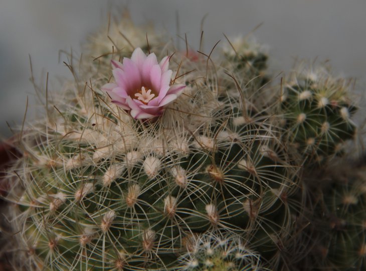 Gymnocactus knuthianus