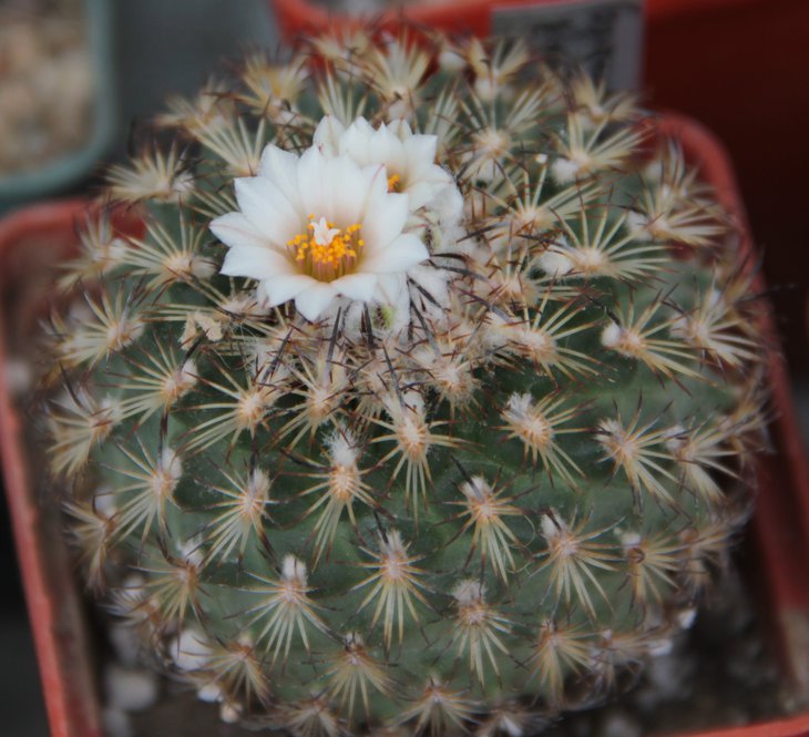 Gymnocactus ysabelae