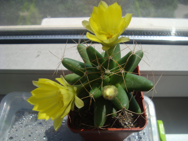 Dolichothele (mammillaria) longimamma