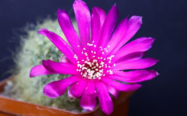 Sulcorebutia tarabucoensis v. patriciae LH 1123