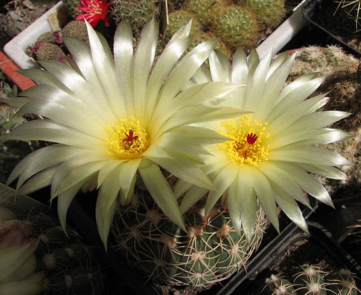 n. crassigibbus
