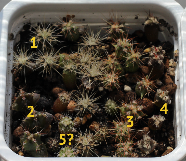 seedlings.png