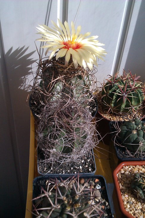IMAG0996.jpg