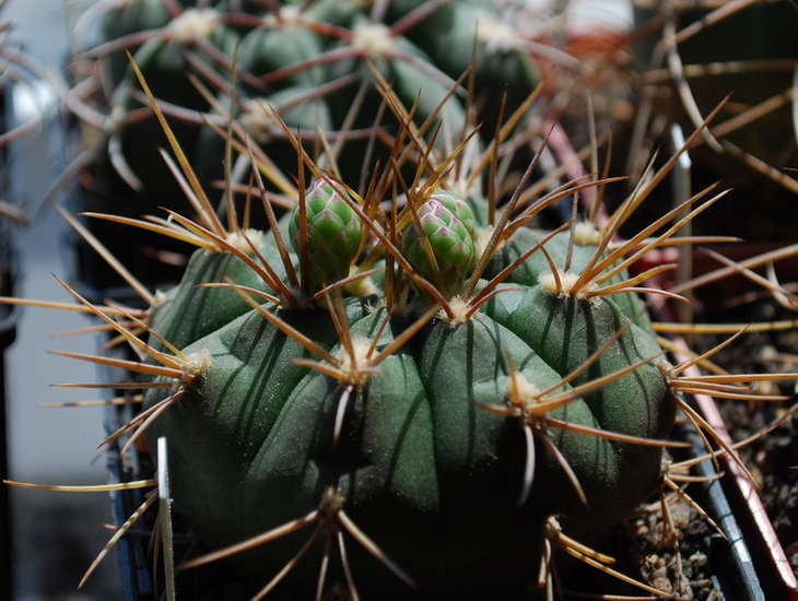 DSC_2398  G. eurypleurum.jpg