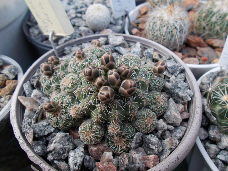 Gymnocalycium bruchii.JPG