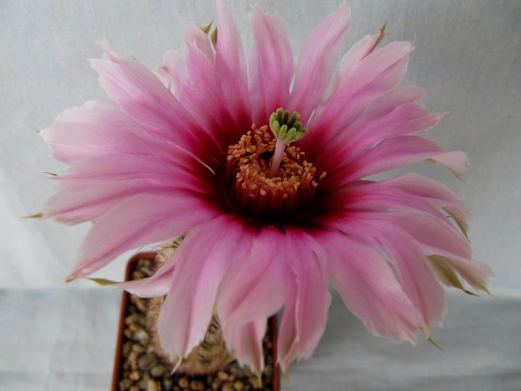 Echinocereus melanocentrus