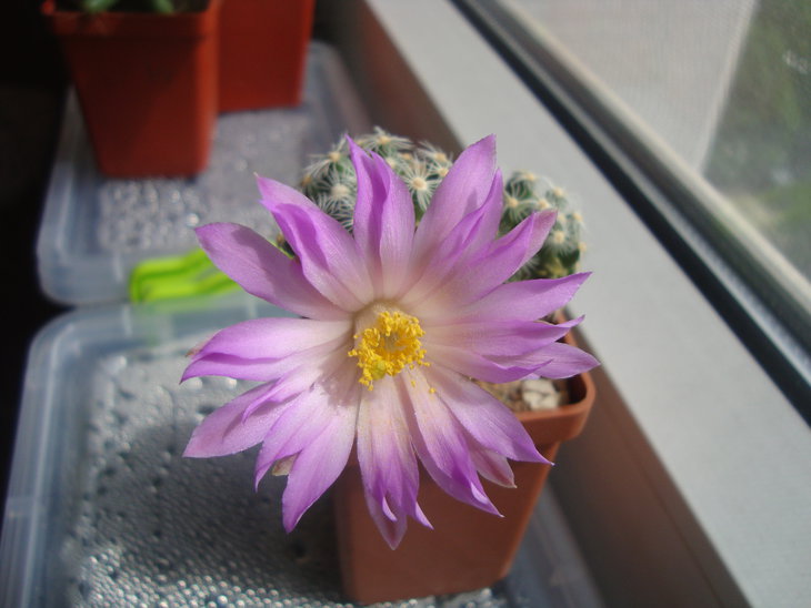 Mammillaria saboae ssp. roczekii