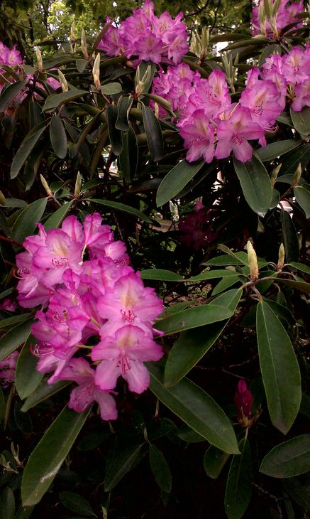 IMAG3107_BURST001.jpg