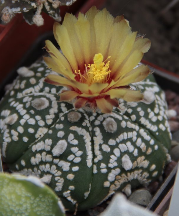 Astrophytum asterias hb.