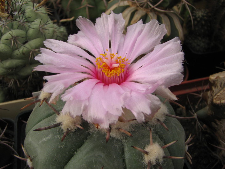 e. horizontalonius