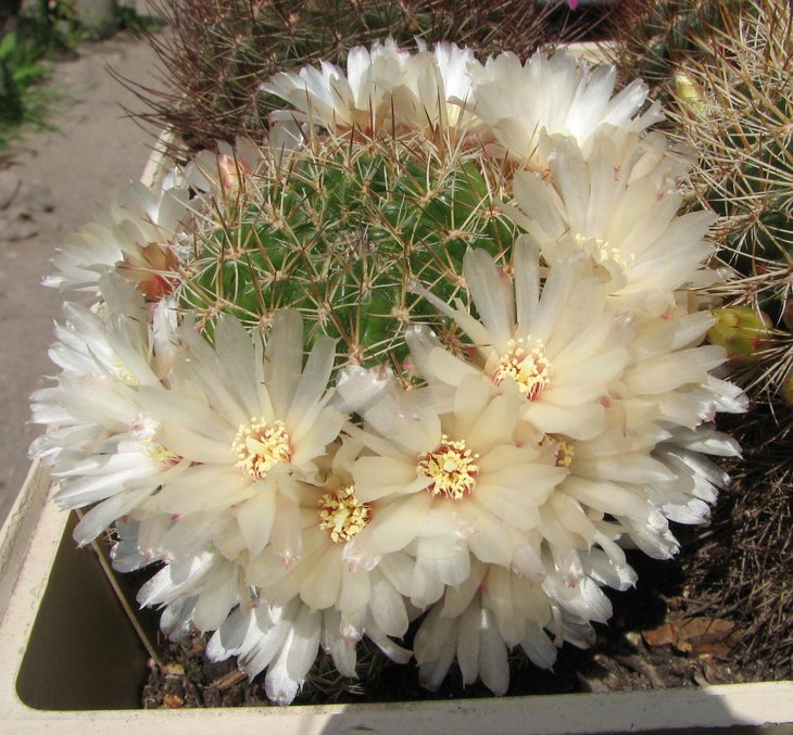su. sylindrica albispina