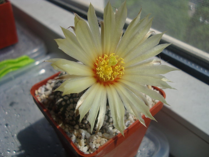 Astro. asterias SK
