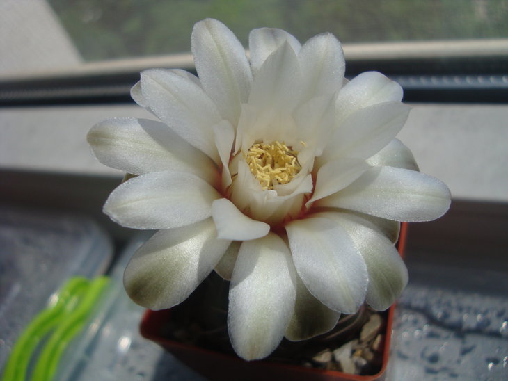 Gymn. denudatum