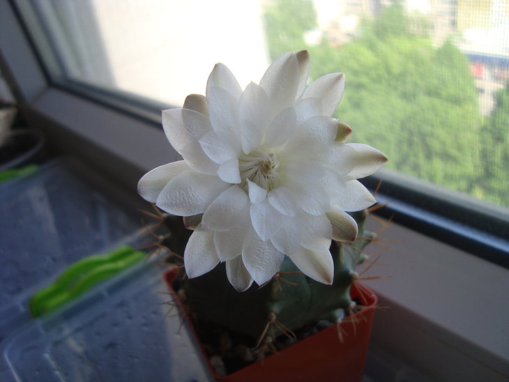 Gymn. anisitsii