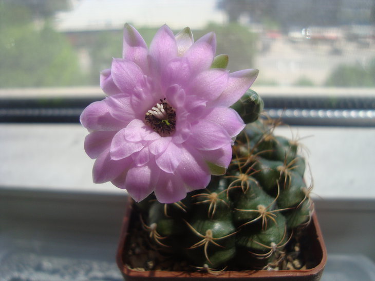 Gymn. damsii v. rotundum