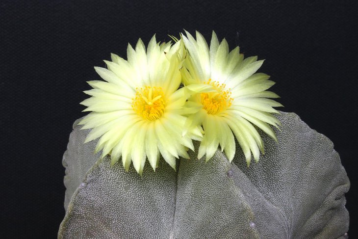 Astrophytum myriostigma