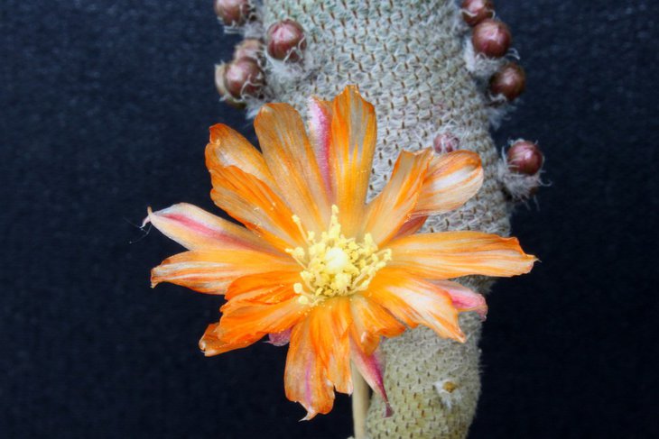Aulostera heliosa