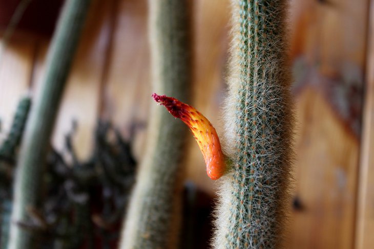 Cleistocactus flavispinus (wendlandiorum)
