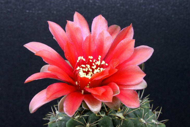 Cleistocactus flavispinus (wendlandiorum)