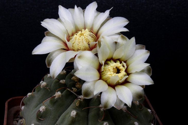 Gymnocalycium vatteri