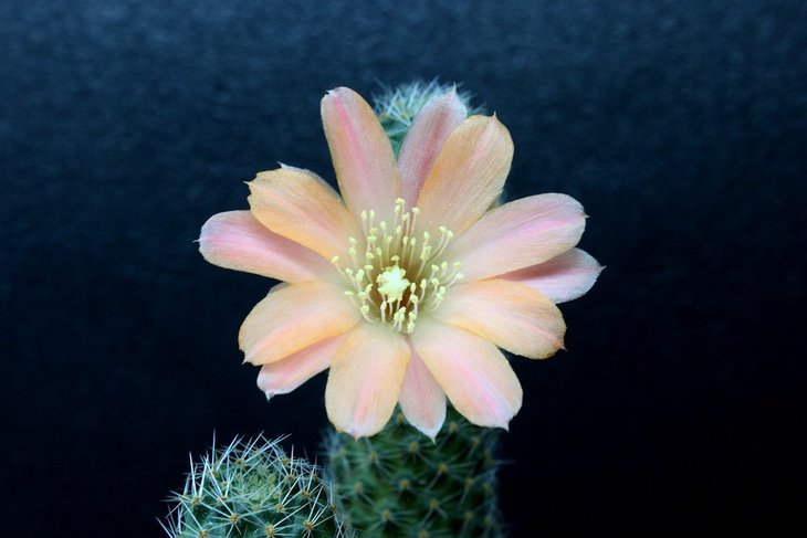 Mediolobivia nudanensis
